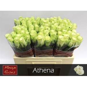 R GR ATHENA