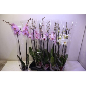 Phal Gem