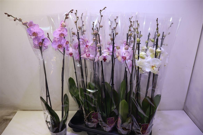 <h4>Phal Gem</h4>
