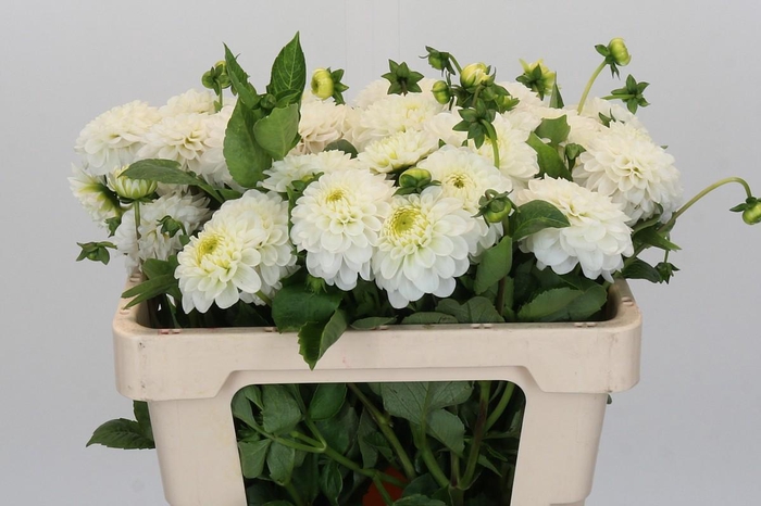 <h4>Dahlia Never Give Up</h4>