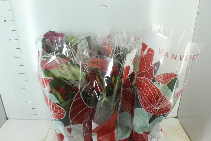 <h4>ANTHURIUM VARIADO P17</h4>