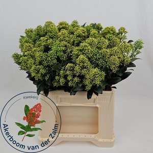 SKIM J FRANK WHIT BS