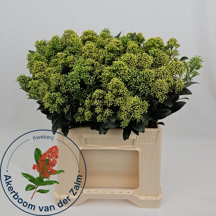 <h4>SKIM J FRANK WHIT BS</h4>