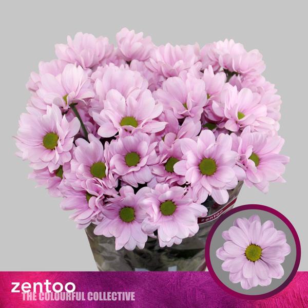 <h4>Chr T Precious Zentoo</h4>