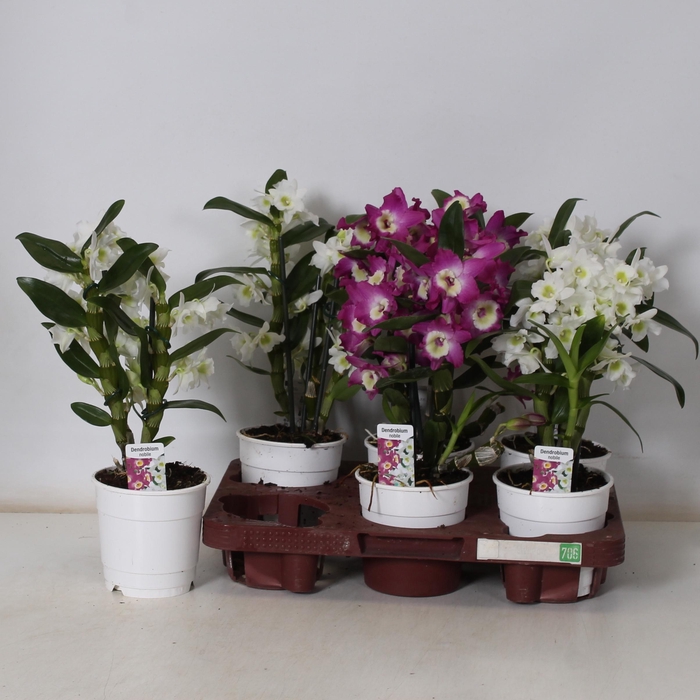 <h4>DENDR N GEM</h4>