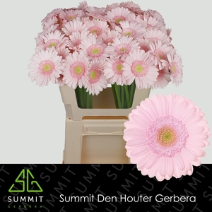 Germini Bridal Kimsey Water