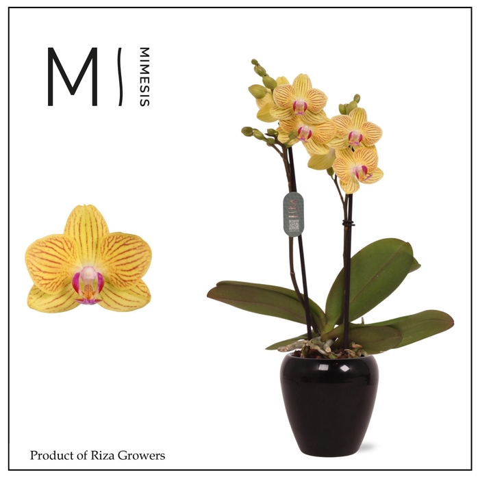 <h4>Phalaenopsis Gold Baby 2 spike – 7cm in Marine Black | Mimesis</h4>
