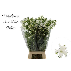 DELPH EN M SIL WHITE