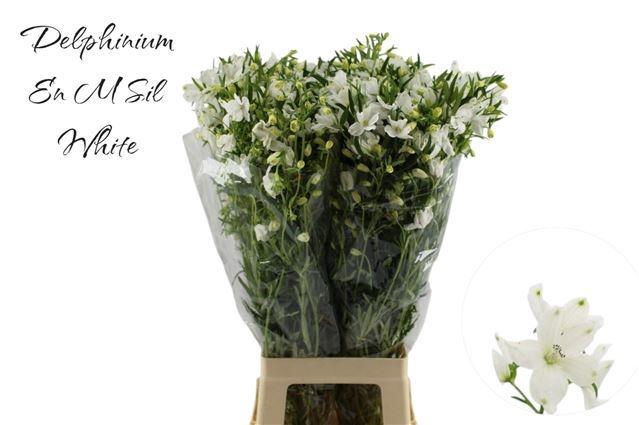 <h4>DELPH EN M SIL WHITE</h4>