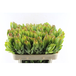 Leucad Saf Goldstrik