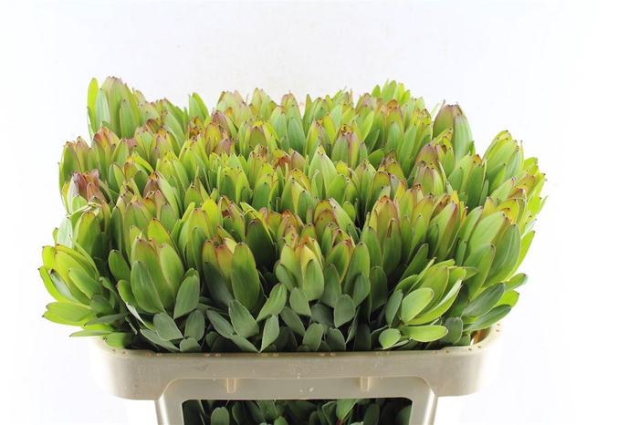 <h4>Leucad Saf Goldstrik</h4>