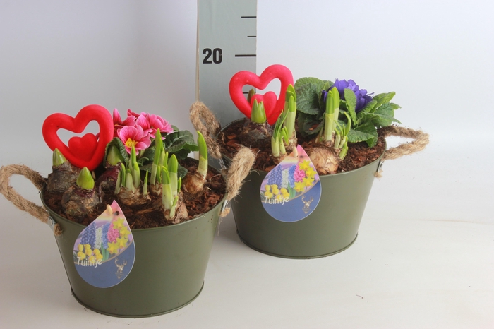 <h4>ARR TUINPLANTEN</h4>