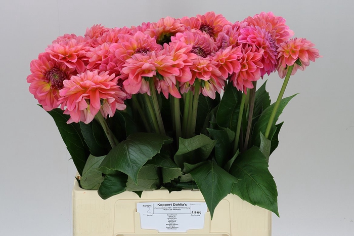 Dahlia Pink Runner