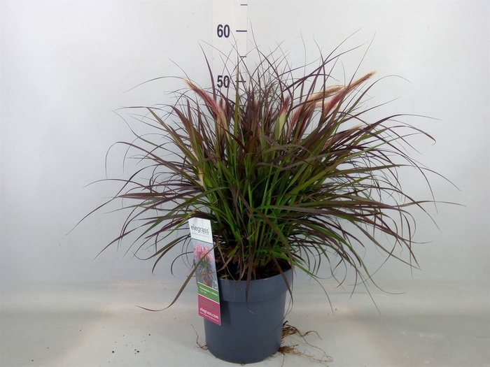 <h4>Pennisetum advena 'Tiny Tails'</h4>