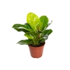 PHILODENDRON MOONLIGHT P24