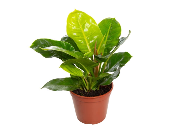 PHILODENDRON MOONLIGHT P24