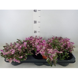 Tradescantia flum. 'Quadricolor'