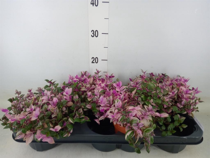 <h4>Tradescantia flum. 'Quadricolor'</h4>