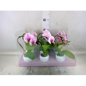 Phalaenopsis   ...rose