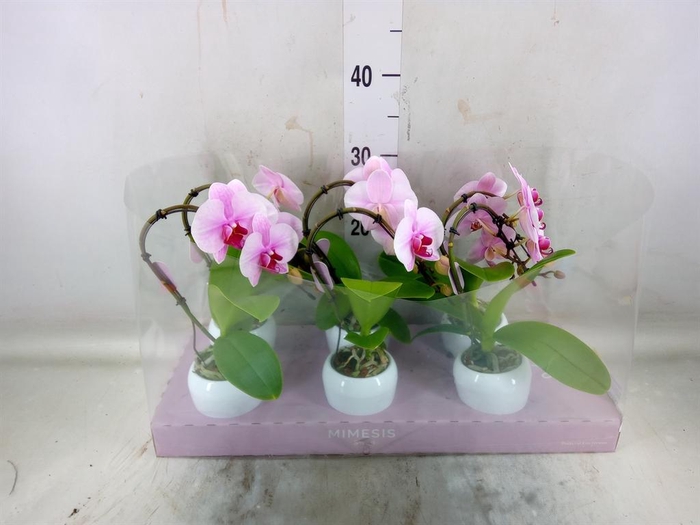 <h4>Phalaenopsis ...rose</h4>
