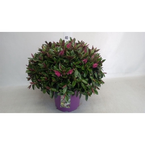 Hebe 'Timaru Soft Rose Kiwi'