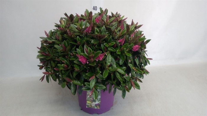 <h4>Hebe 'Timaru Soft Rose Kiwi'</h4>