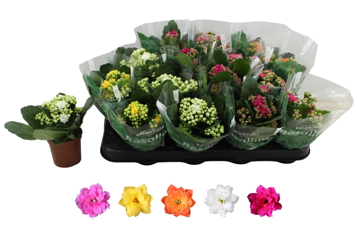 <h4>KAL GE RO GEM 5 KL</h4>