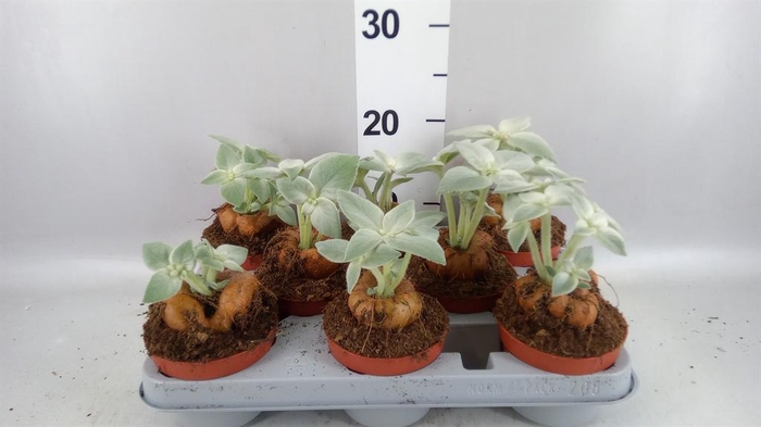 <h4>Cactus   ...</h4>
