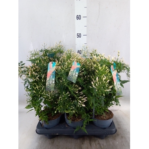 Jasminum polyanthum