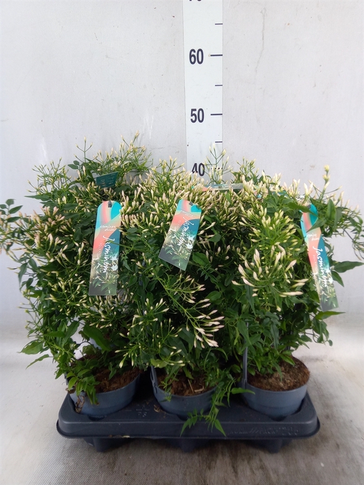 <h4>Jasminum polyanthum</h4>