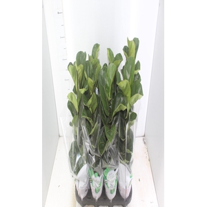 FICUS LYRATA BAMBINO P15 COMPACTO