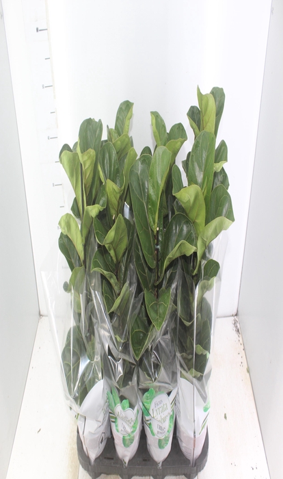 <h4>FICUS LYRATA BAMBINO P15 COMPACTO</h4>