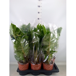 Alocasia  'Low Rider'