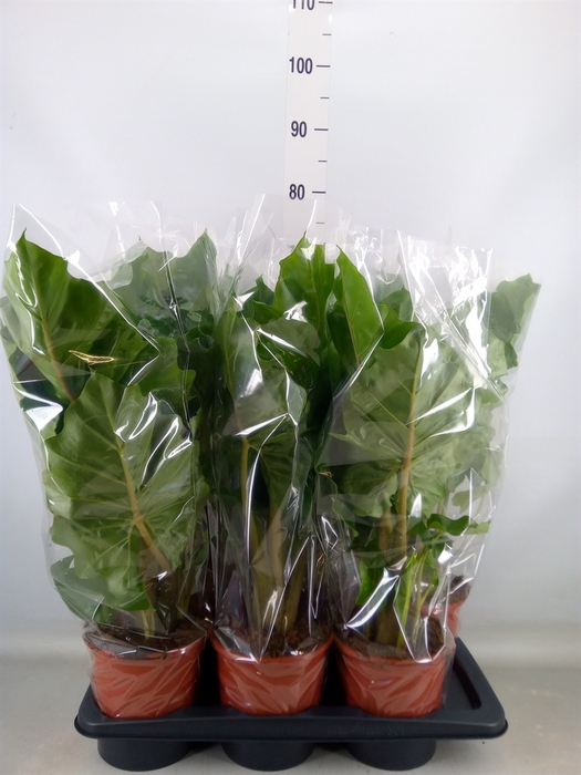 <h4>Alocasia  'Low Rider'</h4>