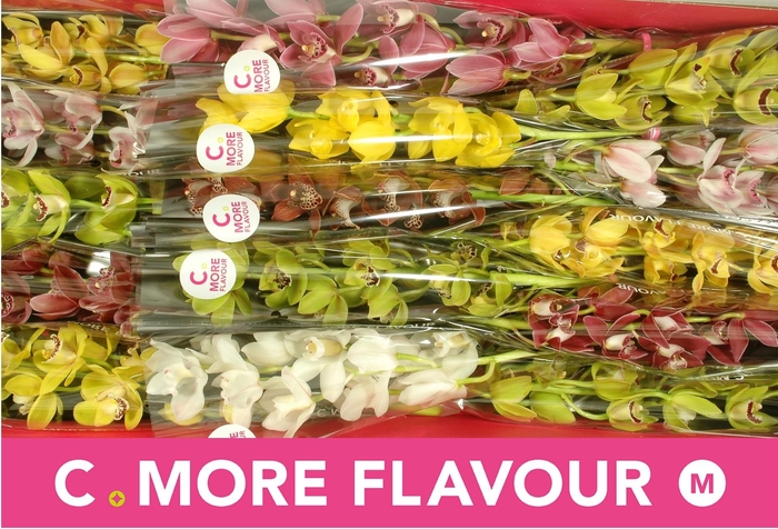 <h4>CYMB MI GEM</h4>