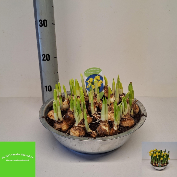 <h4>NARC O TETE A TETE</h4>