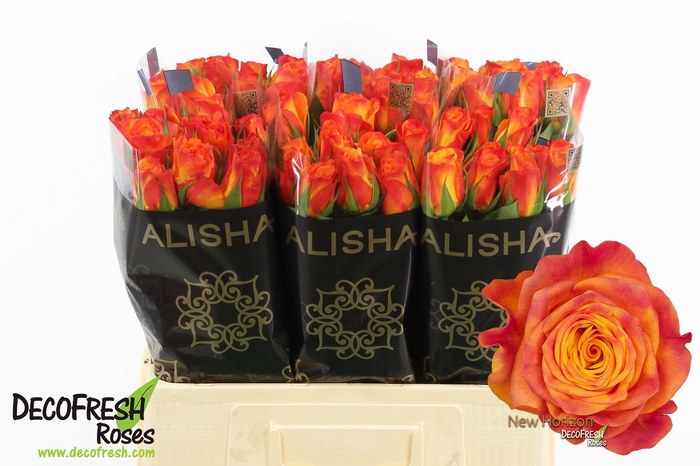 <h4>R Gr New Horizon Extra Alisha</h4>