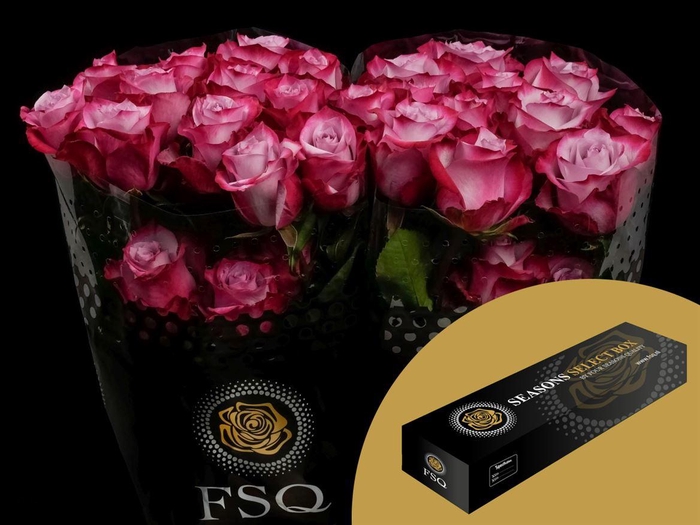 <h4>R GR Deep Purple Box</h4>