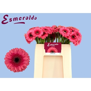 GE MI CORALLO