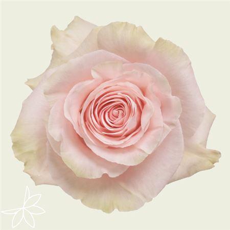 <h4>R Gr Ec Pink Mondial</h4>