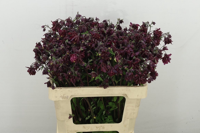 <h4>Aquil Ruby Cloud</h4>