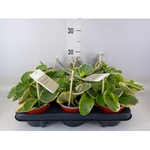 Peperomia obt. 'Variegata'