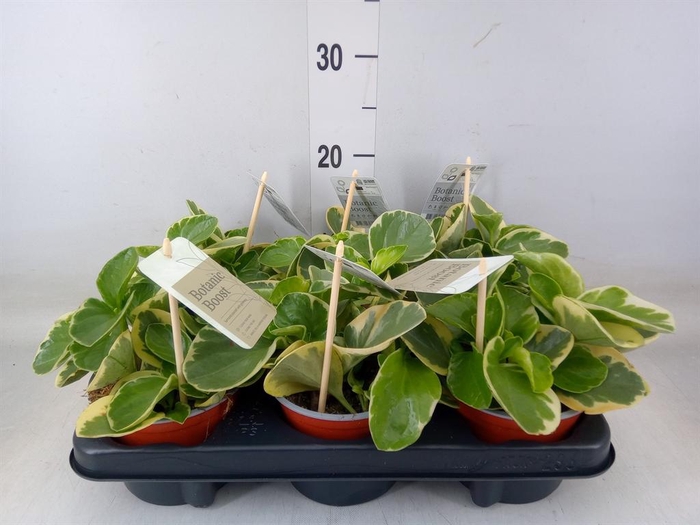 <h4>Peperomia obt. 'Variegata'</h4>