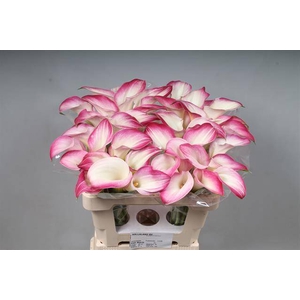Calla Mario Kallaland
