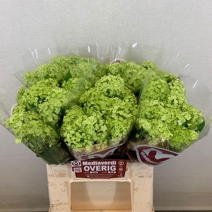 Viburnum L.40 2-4 flowers