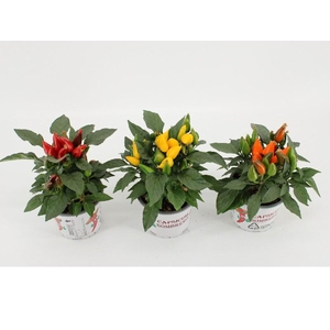 Capsicum An Overig gemengd Sombrero