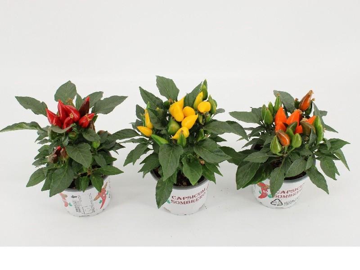 <h4>Capsicum An Overig gemengd Sombrero</h4>