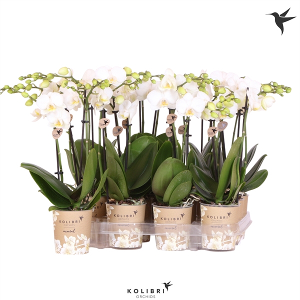 <h4>Kolibri Orchids Phalaenopsis White 2 spike</h4>