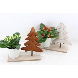 arr2 MB - Plank kerstboom kalan. mix