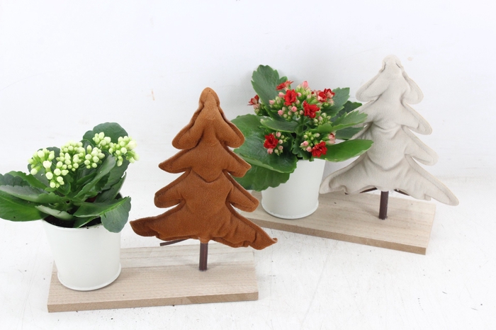 <h4>arr2 MB - Plank kerstboom kalan. mix</h4>